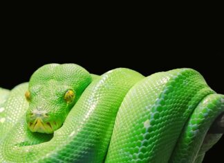 Czy Python jest trudny?