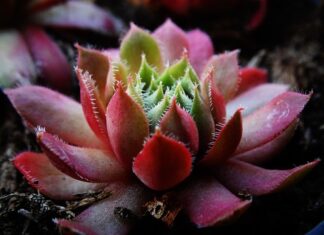 Jakie są grubości podkładów pod panele?