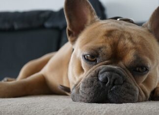 Ile poduszek na kanapie?