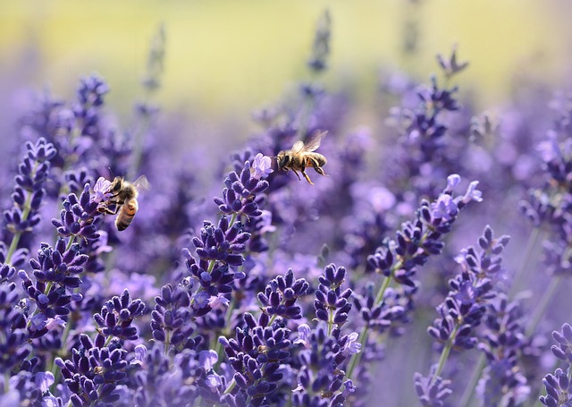 Jakiego zapachu nie znoszą pszczoły?