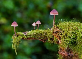 Czy można prać poduszki z gąbki?